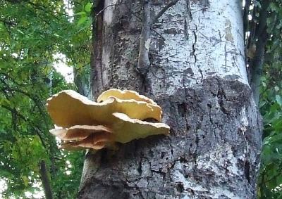 Прикрепленное изображение: 01.jpg